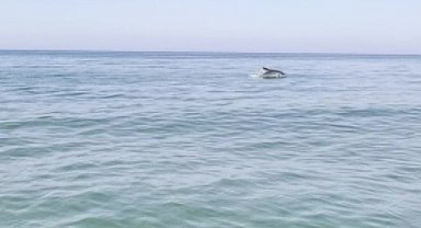 Karacabey kıyılarında yunuslar balıkların peşinde görüntülendi