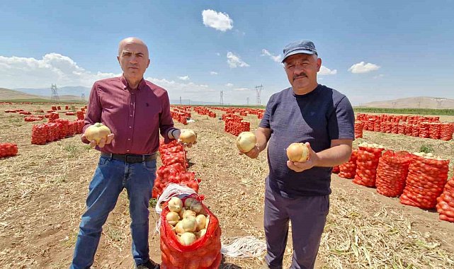 Karaman'da yazlık soğan üreticisinin yüzünü güldürüyor