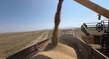 Kars'ta binlerce yıllık Kavılca buğdayında hasat mesaisi başladı