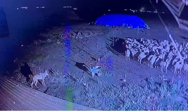 Kars'ta gece yarısı yerleşim yerine inen kurt güvenlik kamerasında