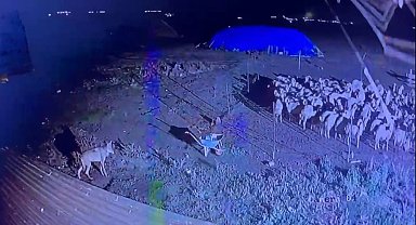 Kars'ta gece yarısı yerleşim yerine inen kurt güvenlik kamerasında