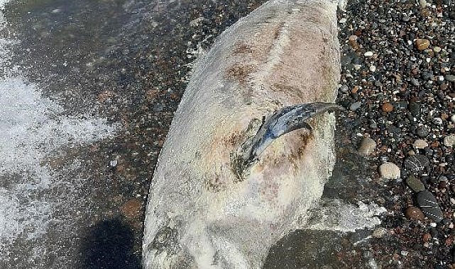 Kastamonu'da ölü yunus balığı karaya vurdu