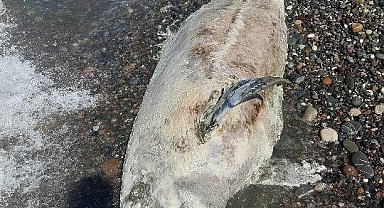 Kastamonu'da ölü yunus balığı karaya vurdu