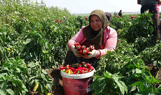 Kavurucu sıcakta acı hasatta çalışan işçiler ellerini yüzlerine süremiyorlar
