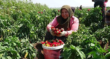 Kavurucu sıcakta acı hasatta çalışan işçiler ellerini yüzlerine süremiyorlar