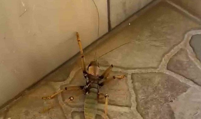 Kedi, dev etçil çekirgeyle fareyle oynar gibi oynadı