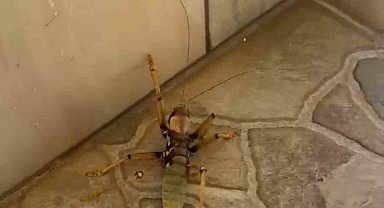 Kedi, dev etçil çekirgeyle fareyle oynar gibi oynadı