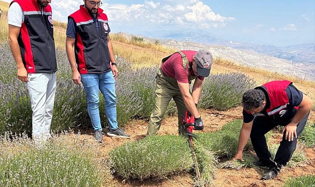 Kemah'ta mor bereket: Lavanta hasadı başladı