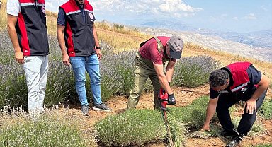 Kemah'ta mor bereket: Lavanta hasadı başladı