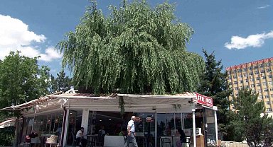 Kesmeye kıyamadığı salkım söğüdü, işletmenin simgesi oldu