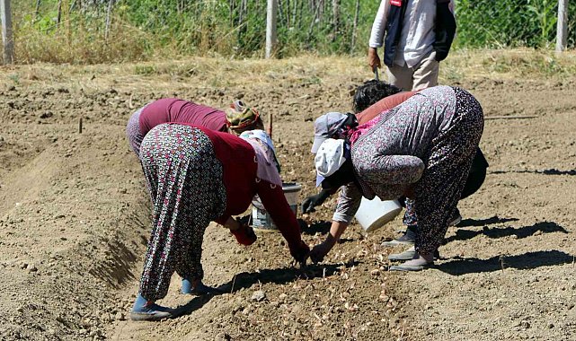 Kilosu 600 bin lira: Safranın yeni sezon dikimi başladı