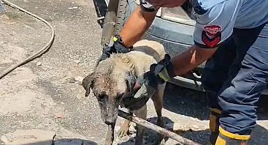 Konteynerin altında sıkışan anne köpek ve yavruları itfaiye ekiplerince kurtarıldı
