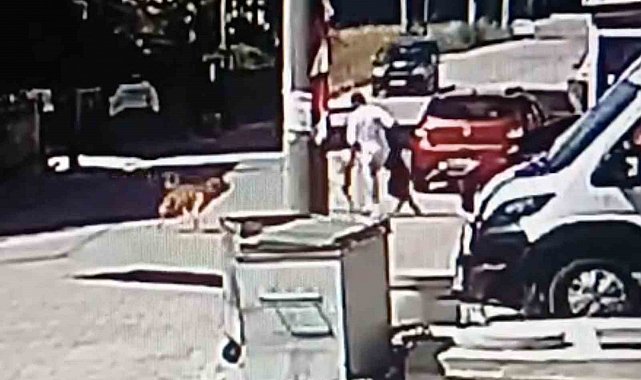 Köpeğini gezdirirken başka bir köpeğin saldırısına uğradı