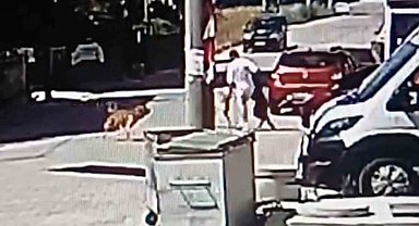 Köpeğini gezdirirken başka bir köpeğin saldırısına uğradı
