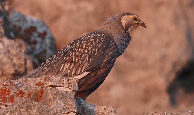 Koruma altındaki urkekliğinin ötüşü, savcının objektifine yansıdı