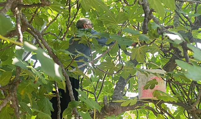 Kozan'da incir hasadı başladı
