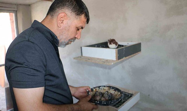 Küllerinden doğan güvercin oteli yeniden kapılarını açtı