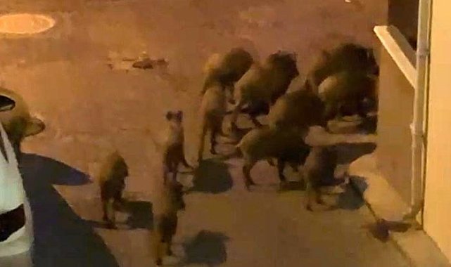 Kuşadası'nda yaban domuzları sürüsü mahalle aralarında görüntülendi