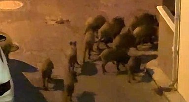 Kuşadası'nda yaban domuzları sürüsü mahalle aralarında görüntülendi