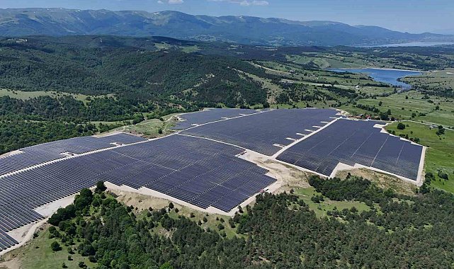 Ladik GES'te agrivoltaik tarımda hasat zamanı