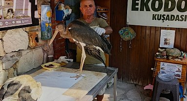 Leylek yavrularının göç yolculuğu talihsizlikle kesildi