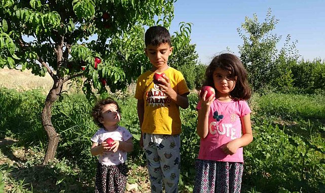 Malatya'da kayısıya yeni rakip: Santa Maria armudu ve nektarin
