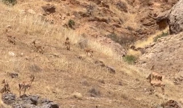 Malatya'da koruma altındaki yaban keçileri sürü halinde görüntülendi