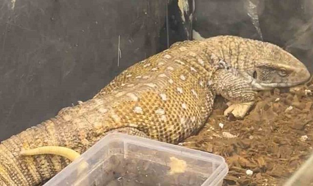 Manisa'da egzotik hayvan operasyonu: 61 yaban hayvanı kurtarıldı