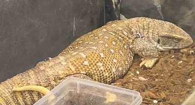 Manisa'da egzotik hayvan operasyonu: 61 yaban hayvanı kurtarıldı
