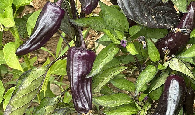 Meksika ve Peru kökenli mor biber Elazığ'da yetiştirildi