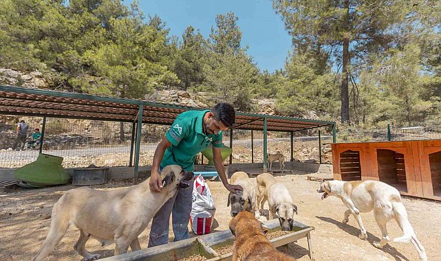 Mersin'de 3 bin 295 kedi ve köpek yeni yuvasına kavuştu
