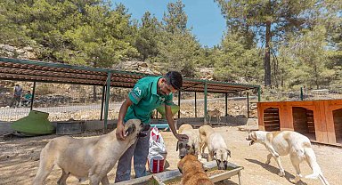 Mersin'de 3 bin 295 kedi ve köpek yeni yuvasına kavuştu