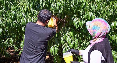 Mersin'de Akdeniz Meyve Sineğine karşı 80 bin feromon tuzak desteği