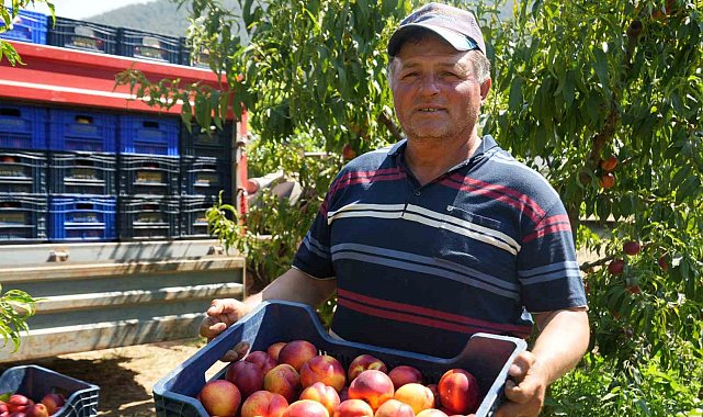 Meyve suyu fabrikaları üreticiden aldıkları ürünün fiyatları iyice dibe vurdu