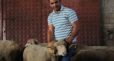 Milyonluk yerli koçun erkek üçüz yavrusu oldu
