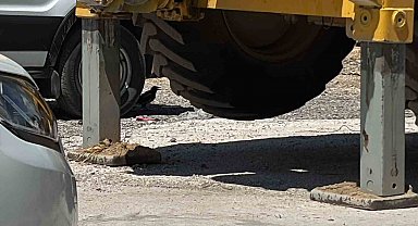 Minibüs altında serinleyen saksağan kamerada