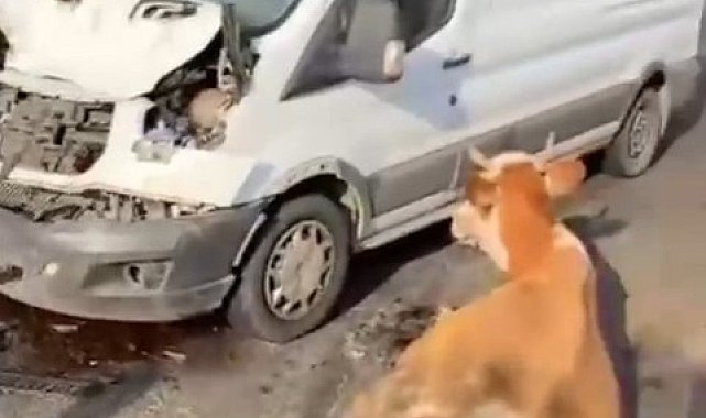 Minibüsün çarptığı inekler son anda kesildi
