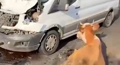 Minibüsün çarptığı inekler son anda kesildi