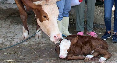 Muğla'da buzağı kayıpları yüzde 1'e indirilecek