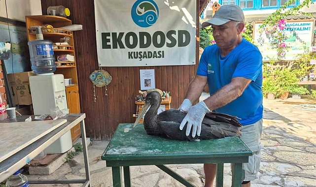 Nadir görülen karaleylek Sazlı'da yaralı halde bulundu