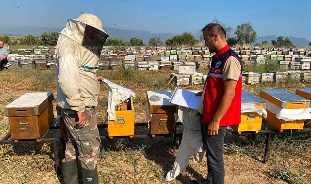 Nazilli'de arılı kovan tespit çalışmaları sürüyor