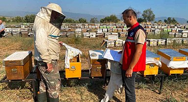 Nazilli'de arılı kovan tespit çalışmaları sürüyor