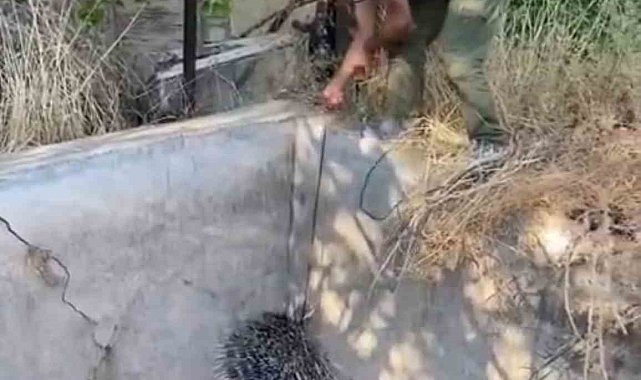 Nesli tükenme tehlikesi altındaki oklu kirpi böyle kurtarıldı