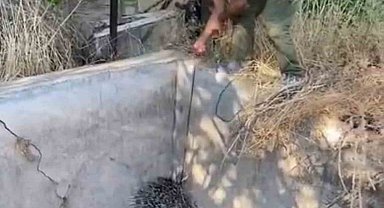 Nesli tükenme tehlikesi altındaki oklu kirpi böyle kurtarıldı