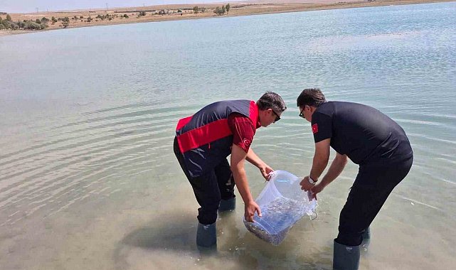 Niğde Bahçeli Göleti'ne yavru sazan bırakıldı