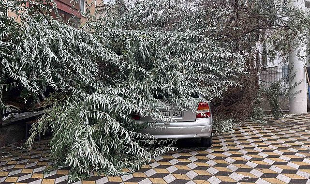 Niğde'de devrilen ağaç park halindeki aracın üzerine düştü