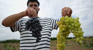 OMÜ'nün baldan tatlı üzümlerinde hasat zamanı