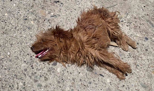 Önce otomobil çarptı sandılar, veterinerde gerçeği öğrendiler