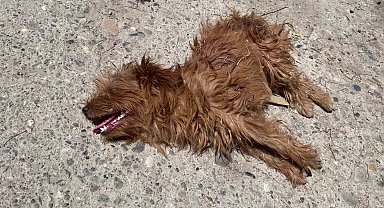 Önce otomobil çarptı sandılar, veterinerde gerçeği öğrendiler