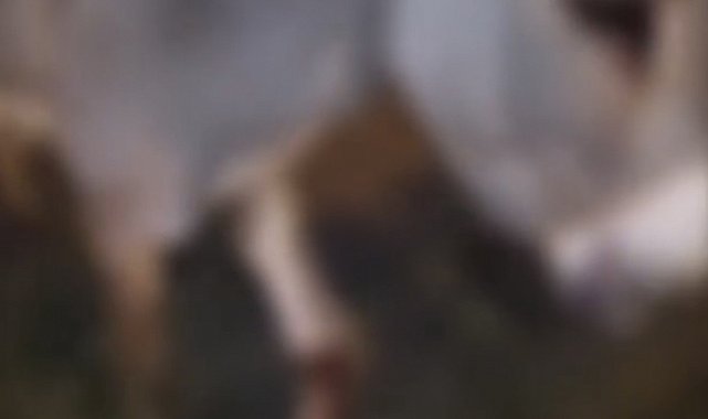 Otomobilin çarptığı eşek yaralandı